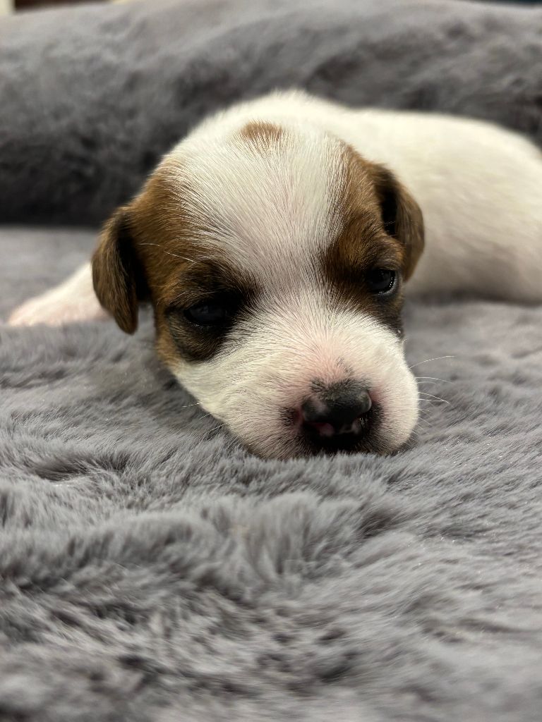 Of Melomani's Parson - Chiot disponible  - Parson Russell Terrier