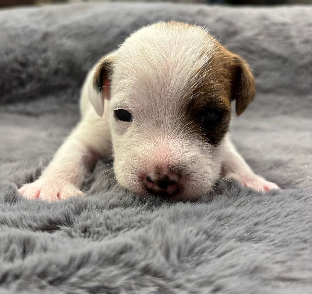 Of Melomani's Parson - Chiot disponible  - Parson Russell Terrier