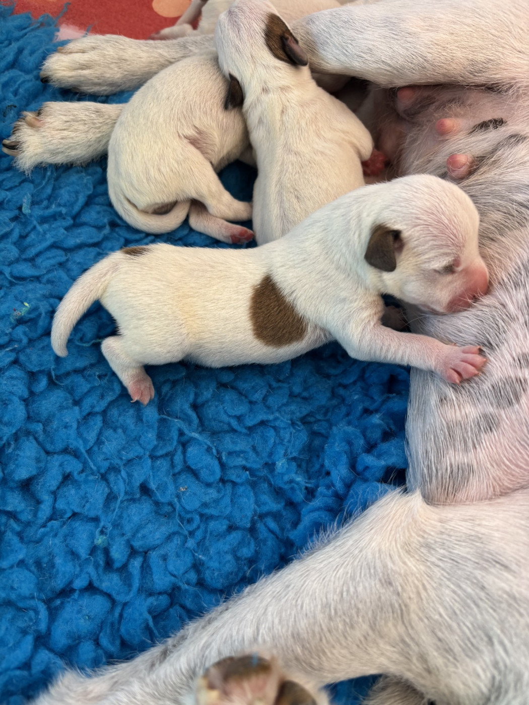 Of Melomani's Parson - Chiots disponibles - Parson Russell Terrier