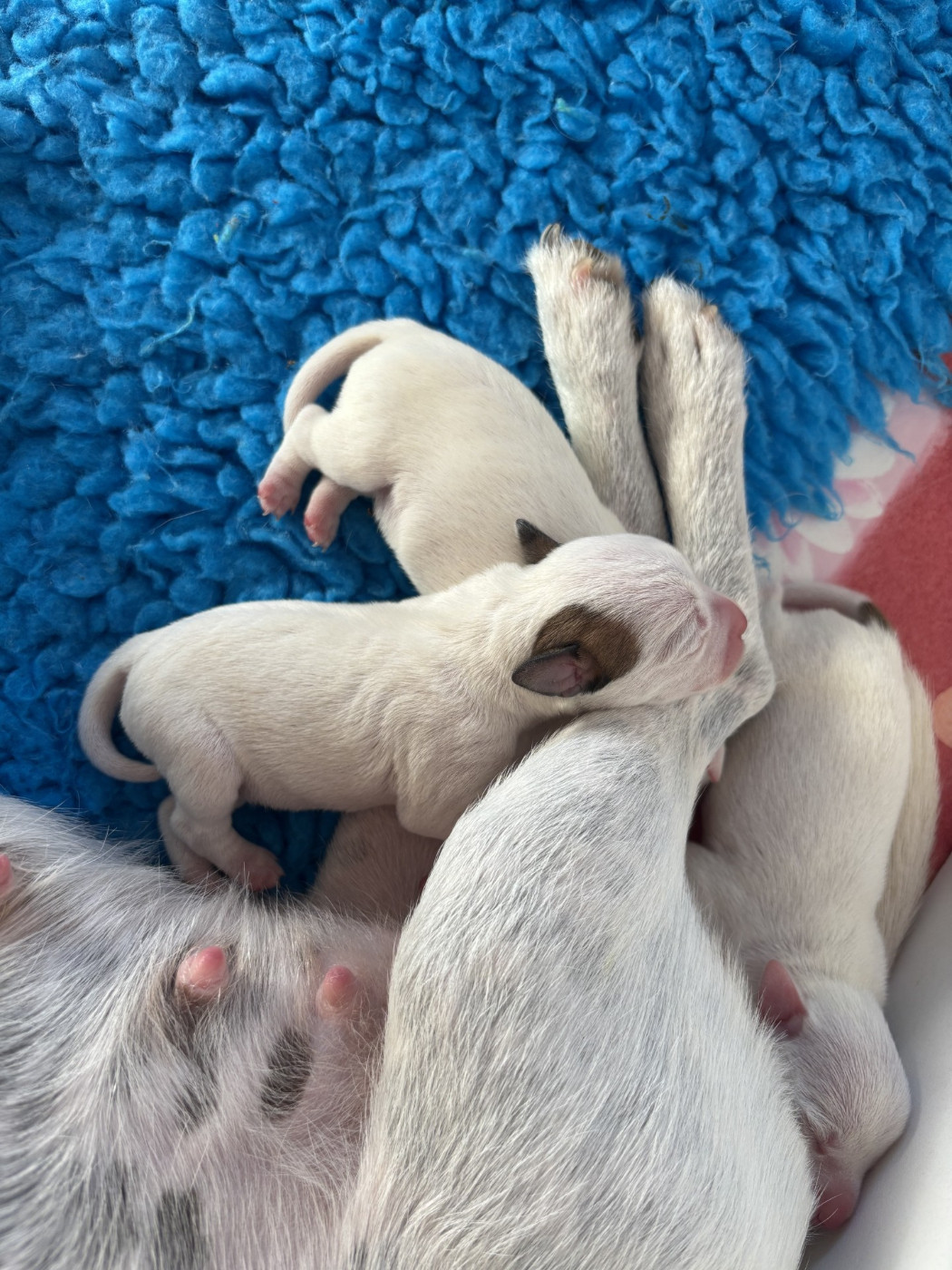 Of Melomani's Parson - Chiots disponibles - Parson Russell Terrier