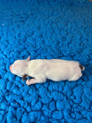 Male 2